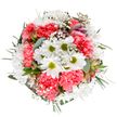 This uplifting bouquet is a vivid representation of Peckham's bright, welcoming spirit, as seen in neighbourhood parks and local galleries. Arranged symmetrically atop a pure white background, a constellation of crisp white daisies with apple-green centers anchors the design, each blossom radiating gentle hopefulness. Encircling these, generous coral-pink carnations lend the arrangement plush, ruffled texture-evoking the joyful noise of Rye Lane on market day. Wispy baby's breath threads between these larger flowers, creating a dance of lightness and air, and conjuring the playful character of Saturday mornings in Peckham Rye. Subtle alstroemeria buds, painted with streaks of pink and purple, appear as delicate signatures amid lush, aromatic eucalyptus and dark green foliage-a nod to the neighbourhood's flair for mixing tradition with modern flair. The bouquet's round composition feels celebratory and composed, effortlessly blending softness with exuberance. Designed to brighten birthdays, share appreciation, or simply lift the spirit, this floral arrangement embodies the essence of local Peckham floristry-fresh, thoughtful, and crafted with genuine care for every meaningful moment.