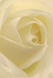 Drawn into the intimate heart of this cream-white rose, it's as if you are encircled by petals spun from morning mist-a sensation often found in the peaceful quarters of Peckham on a gentle day. Each unfurling spiral of petal is light as air, blushing with subtle ivory, and touched by the faintest sheen as though freshly kissed by dew. Quiet shadows curl inwards, lending a tranquil depth and an understated drama to the bloom-a mirror to the moments of peace and reflection that the area's residents cherish. The overall feeling is one of solace, making this elegant rose the perfect bearer of sympathy, admiration, or the soft promise of new beginnings. A delicate, sweet aroma teases the senses, much like the fragrances drifting through Peckham Rye Park in spring. Crafted by attentive local florists, this flower becomes a gentle companion for any heartfelt moment or special delivery within the community, linking timeless beauty to personal emotion.